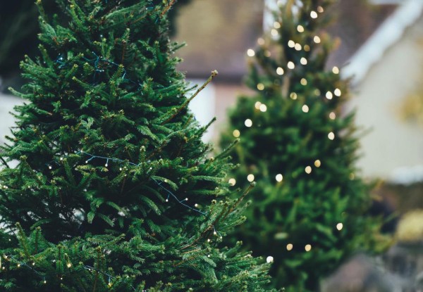 Christmas Trees Dorchester, MA