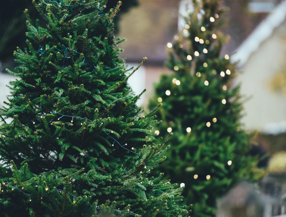 Premium Fraser Fir Christmas Tree - EverGreen - Boston Christmas Tree  Delivery & Tree Lot