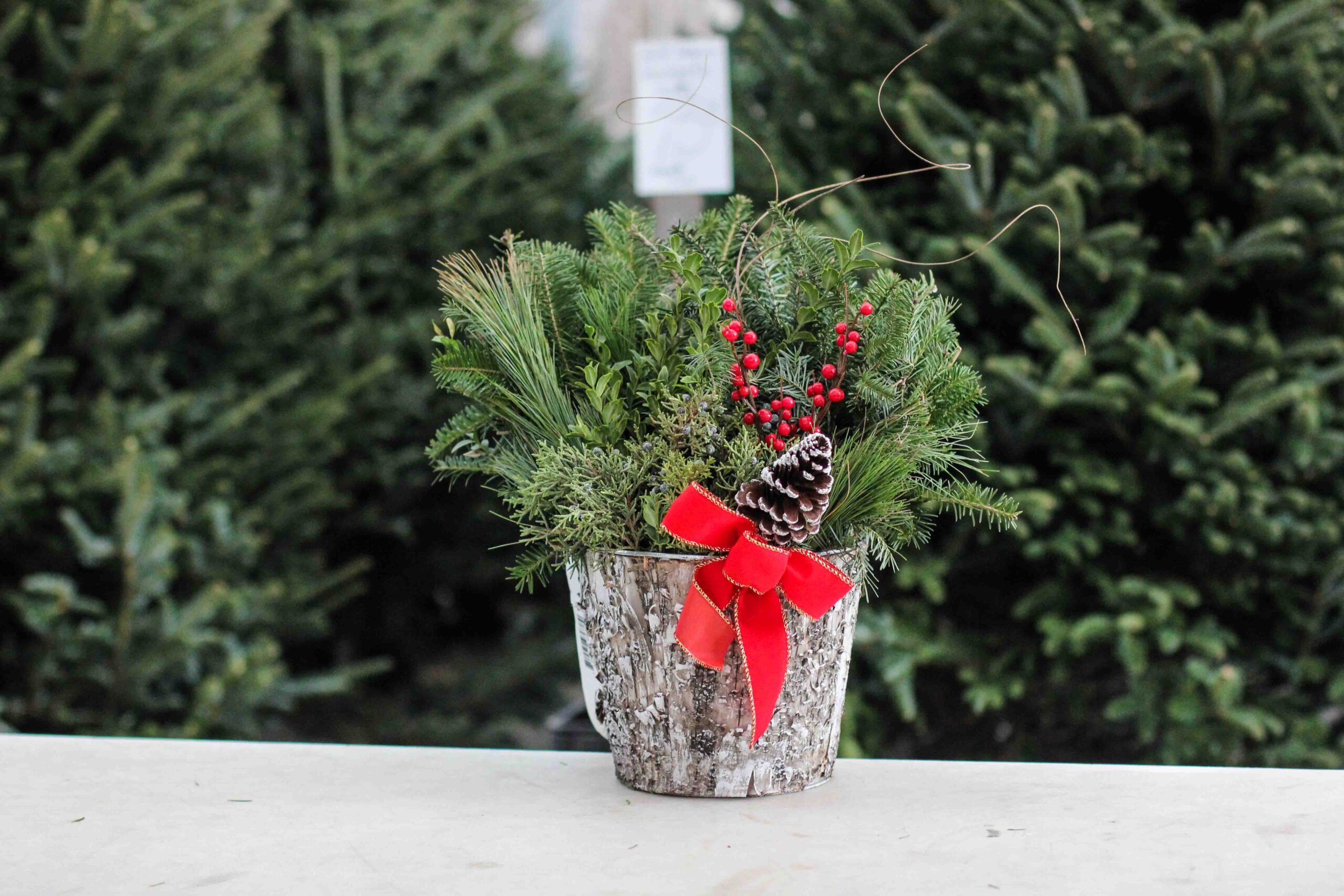 8" Birch Tin Planter