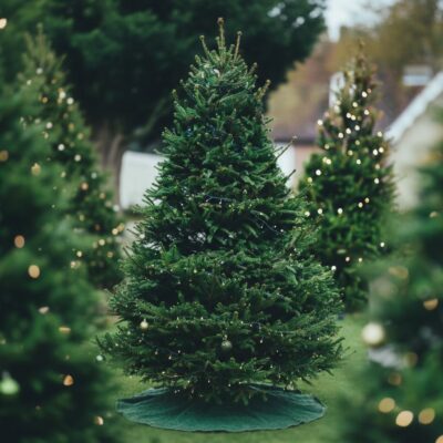 Premium Balsam Fir  6-7 ft